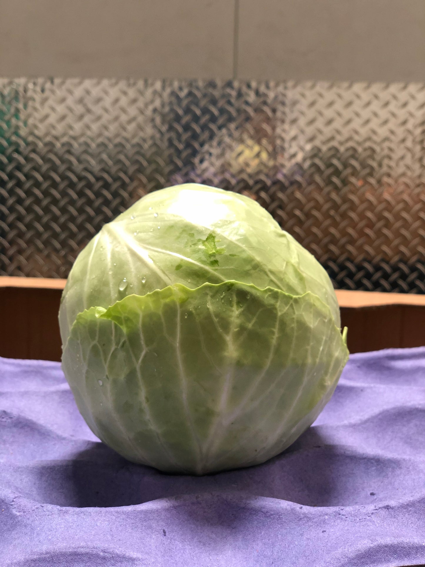 CABBAGE - Repollo