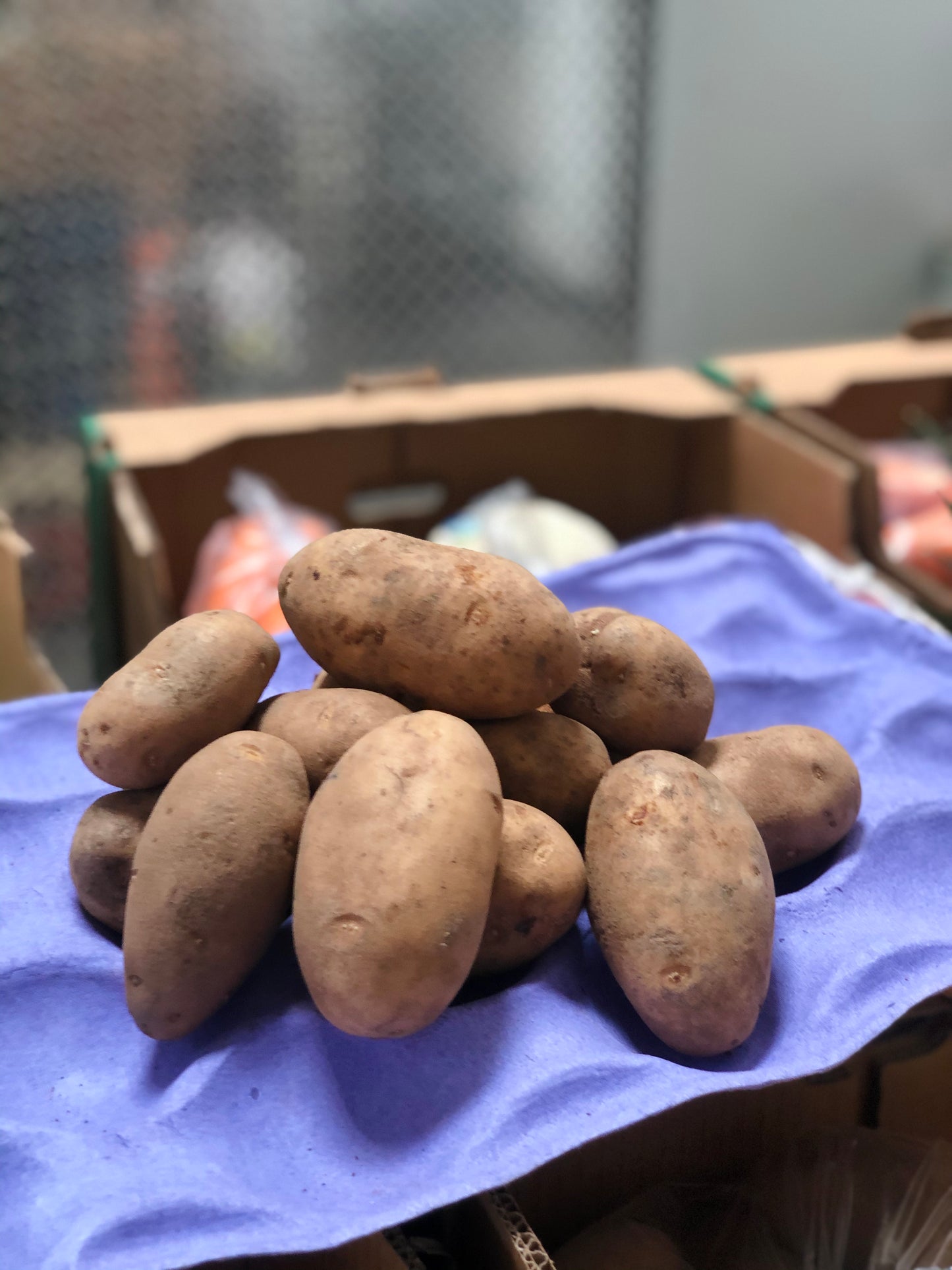 POTATO - Papa
