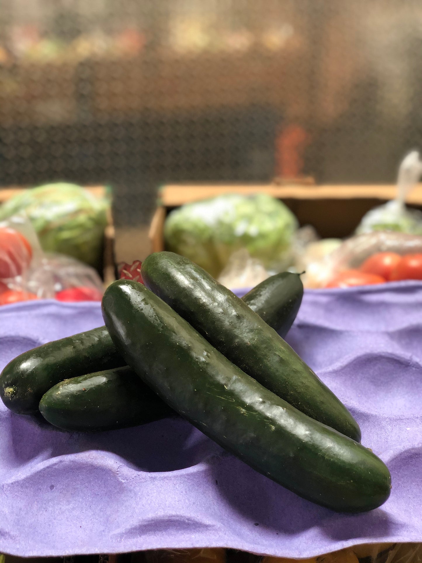 CUCUMBER - Pepino
