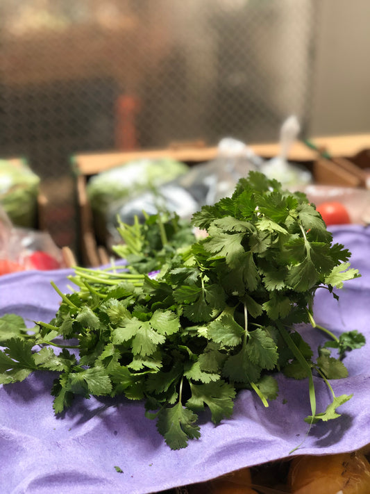 CILANTRO - Cilantro