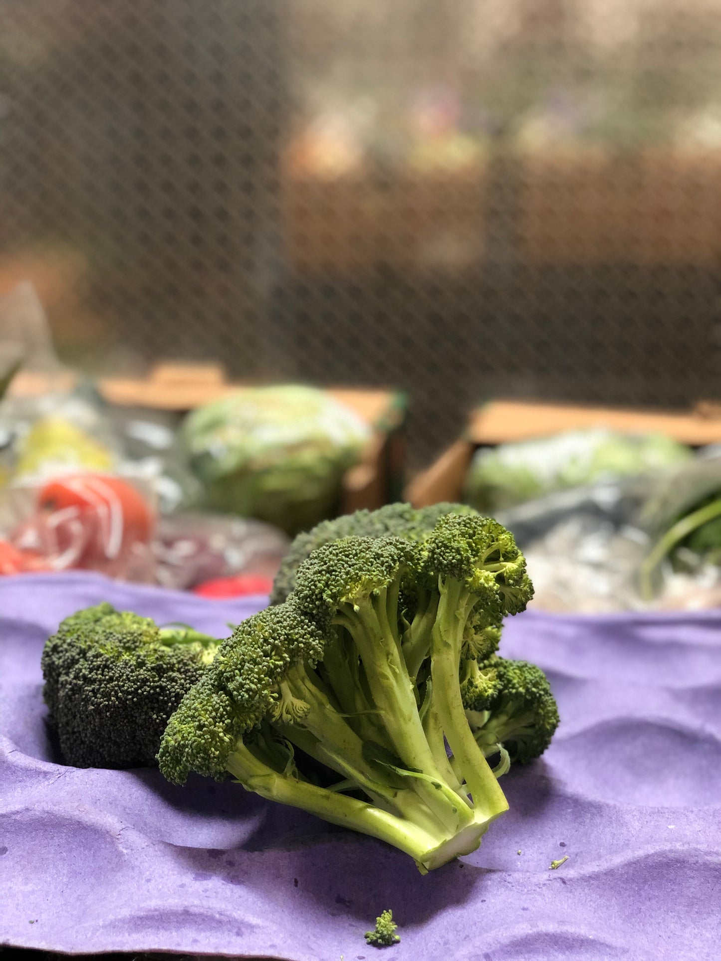 BROCCOLI - Brocoli