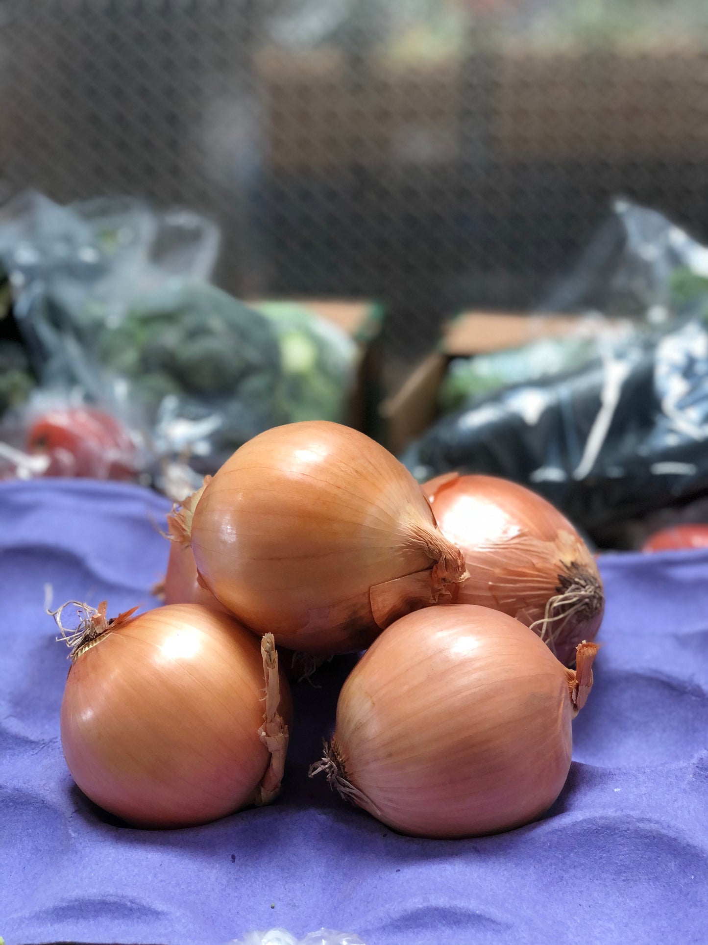 YELLOW ONION - Cebolla Amarilla