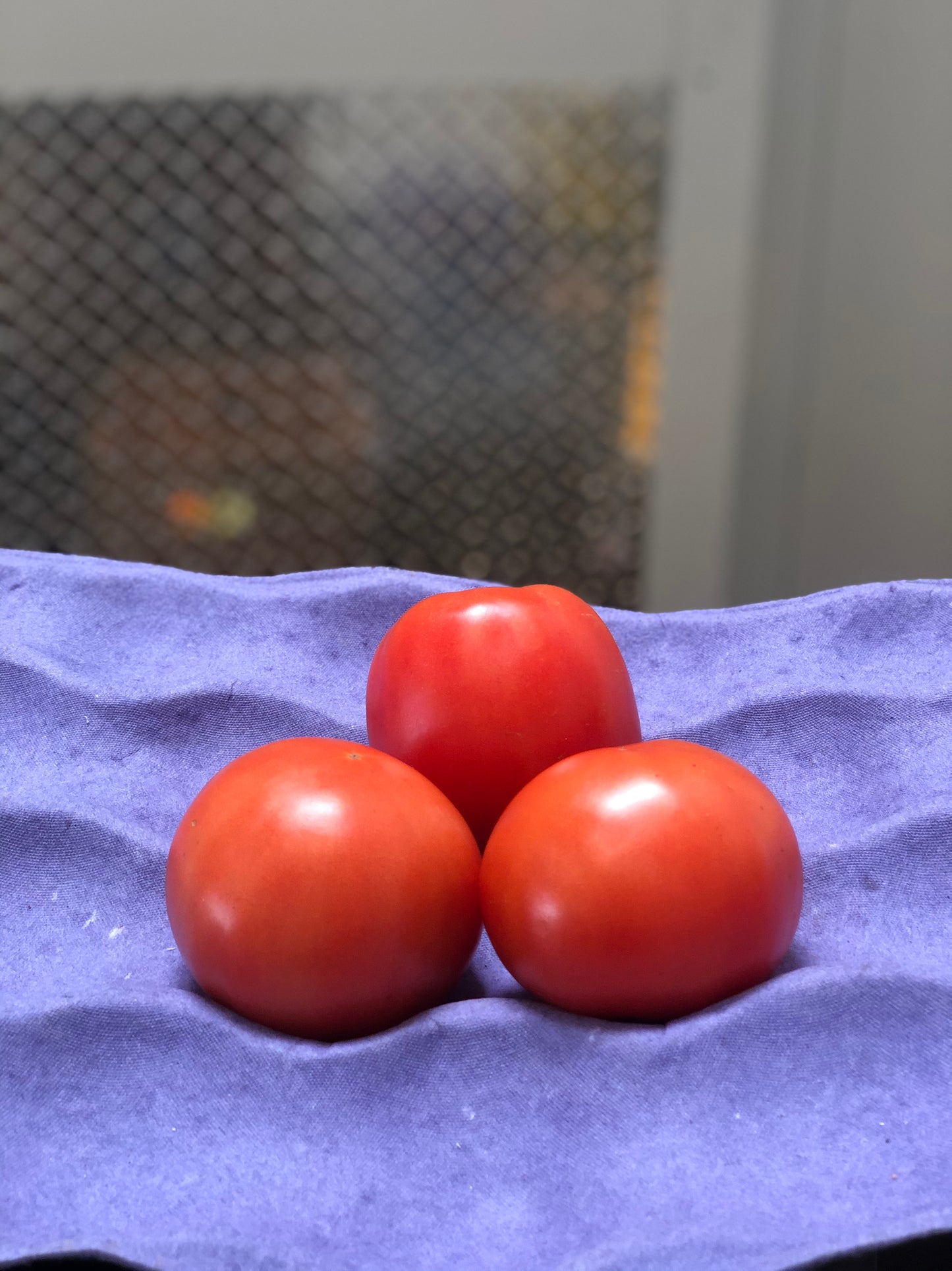 ROMA TOMATO - Tomate Roma